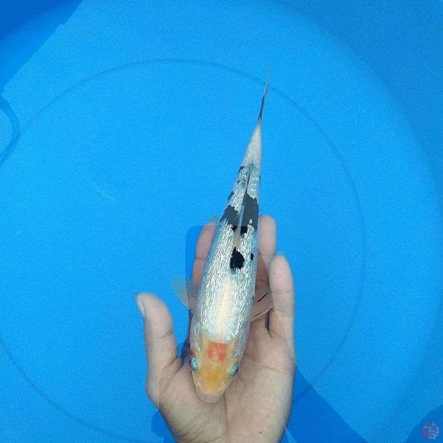 BEKKO