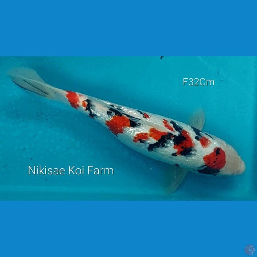 Sanke Ginrin Female 32 Cm