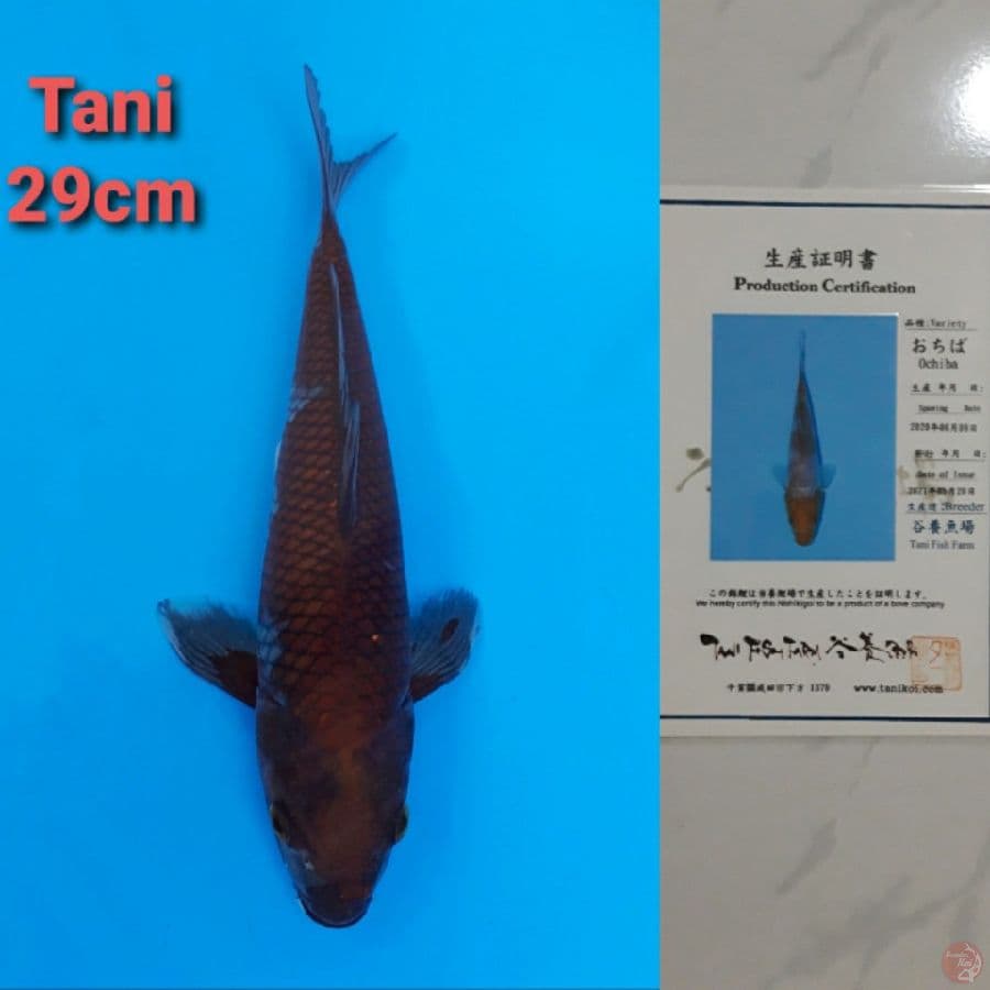 TANI OCHIBA 29CM SERTI