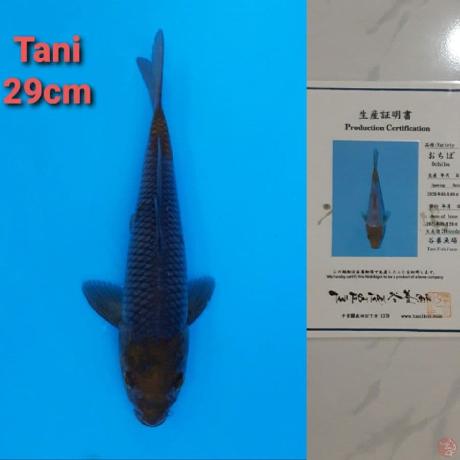 TANI OCHIBA 29CM SERTI