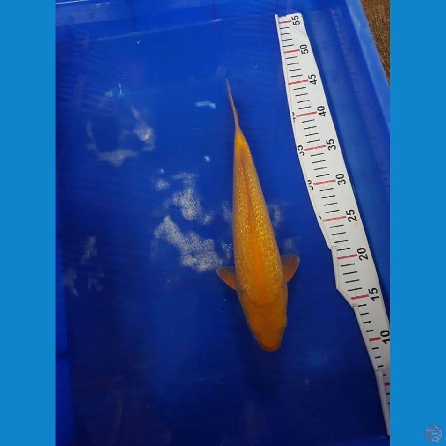 Karasi fuull ginrin 33cm male mata merah HQ