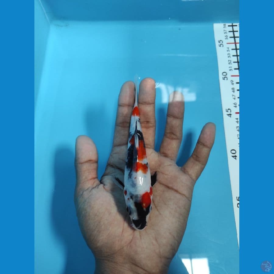 Kinday Showa - Original Patern 14CM