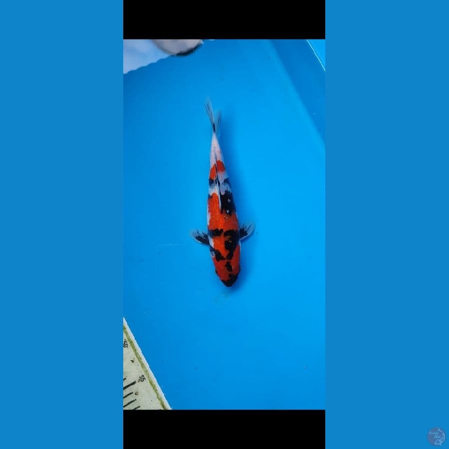 SHOWA 25 CM JANTAN