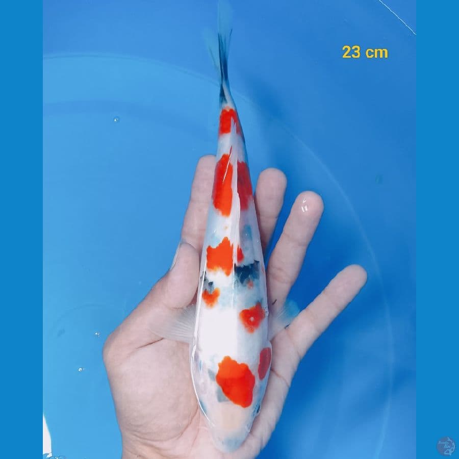 Bahan super 23 cm