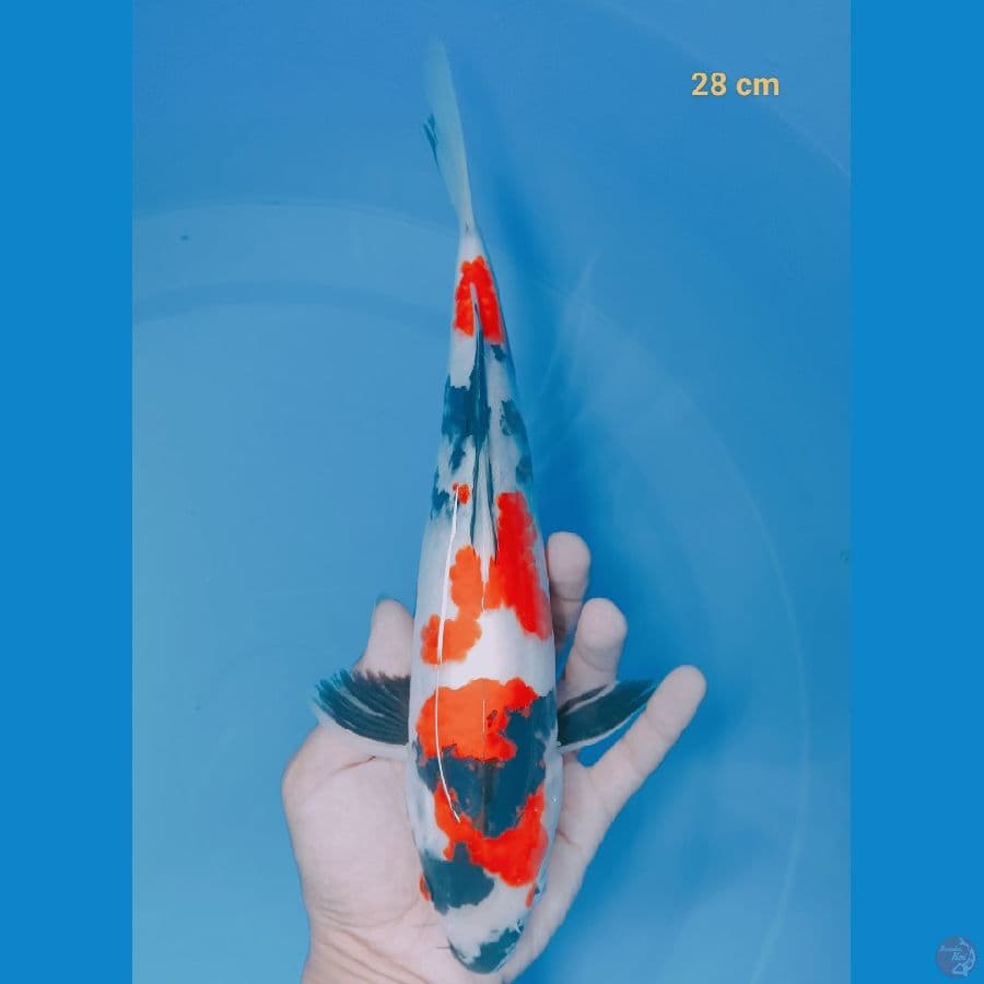 SQ showa 28 cm
