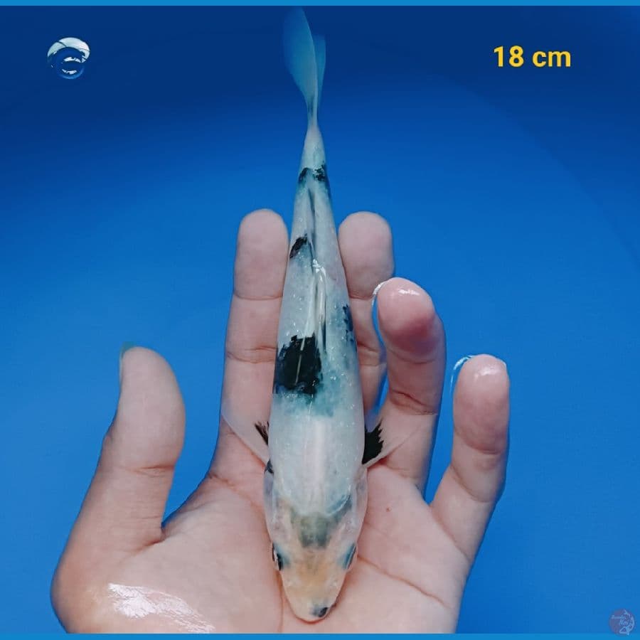 bahan 18 cm