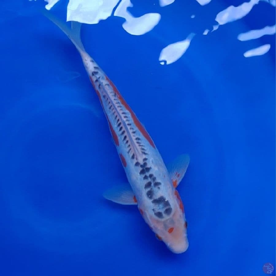Koi Import Jepang Shusui (Sertifikat Yamaju) 34cm