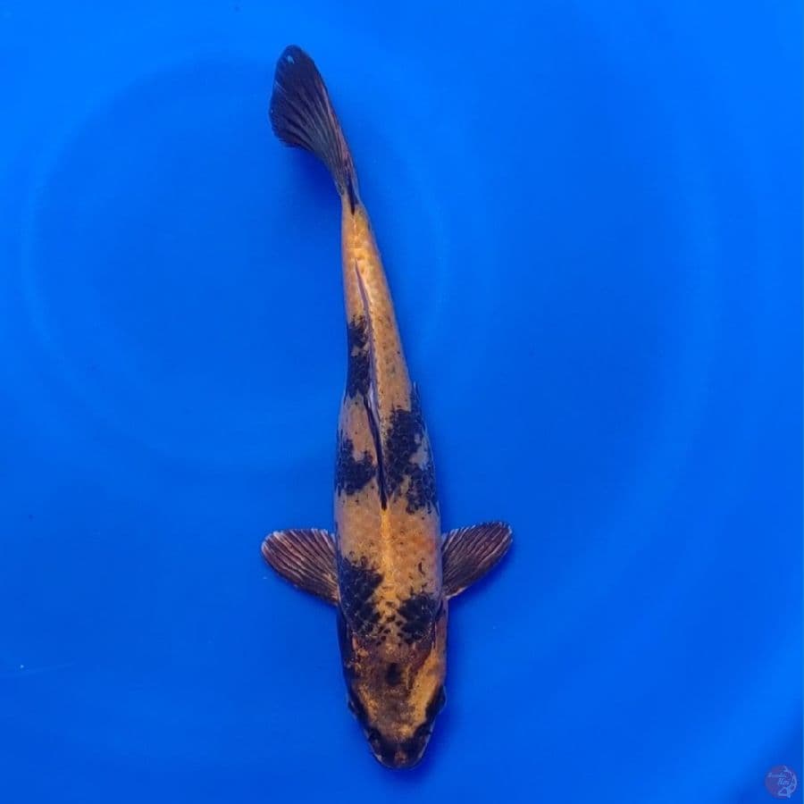 Koi Import Jepang Kin Ki Utsuri (Sertifikat Kanno) 28cm