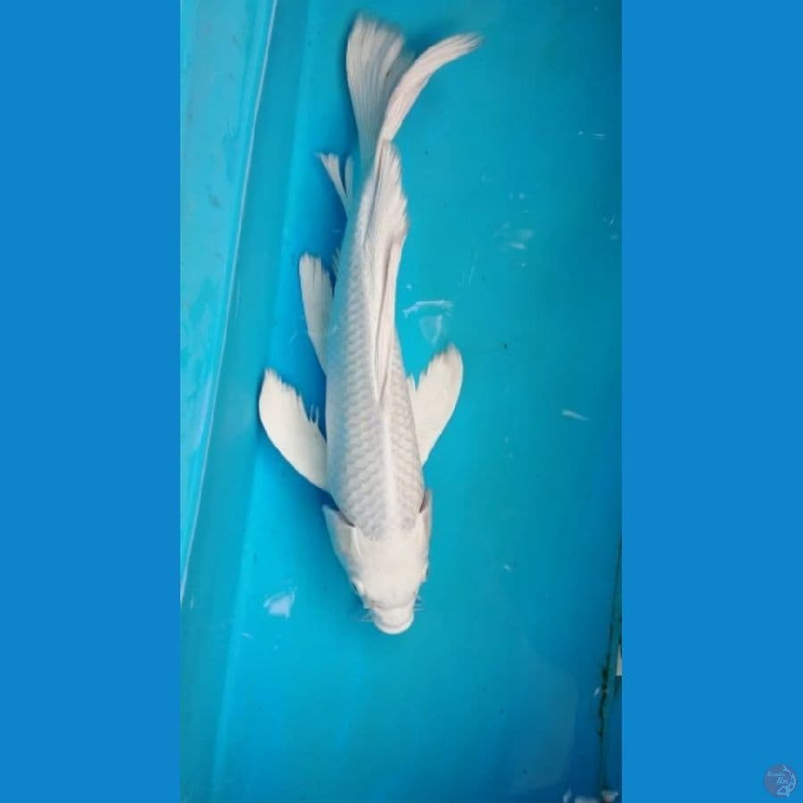 platinum Slayer 34cm