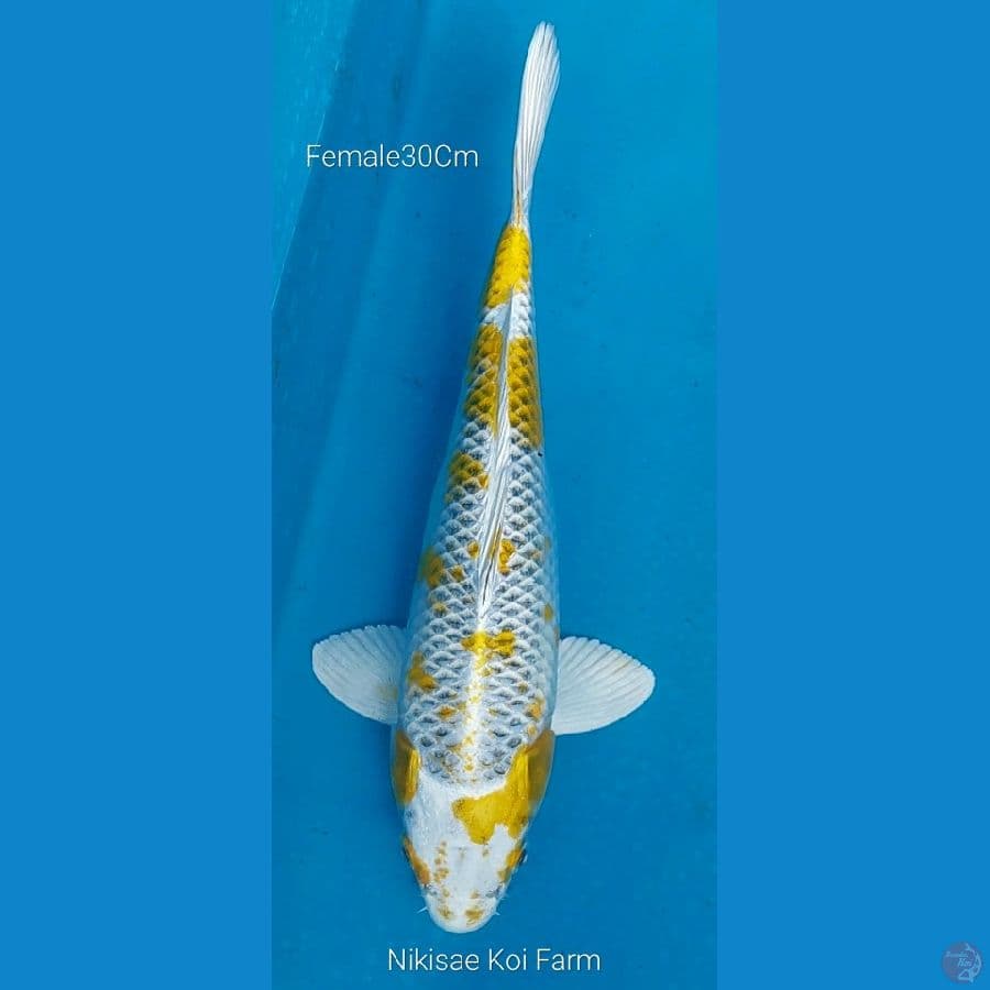 Kujaku Kirin F 30 Cm