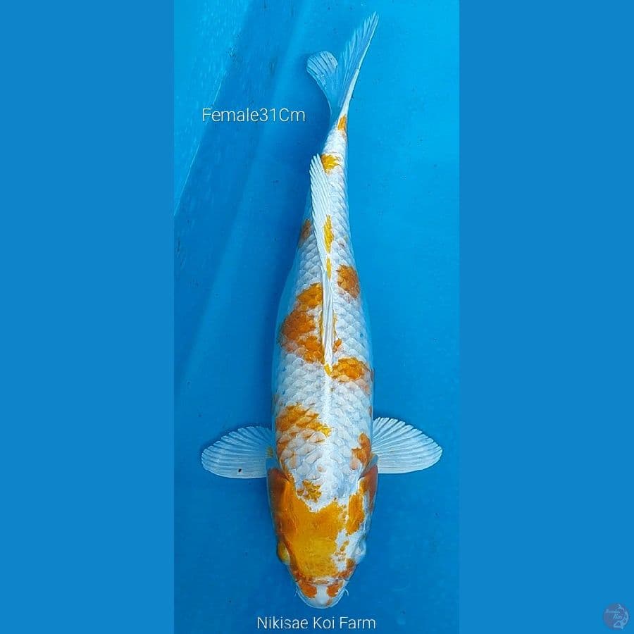 Hariwake F 31 Cm