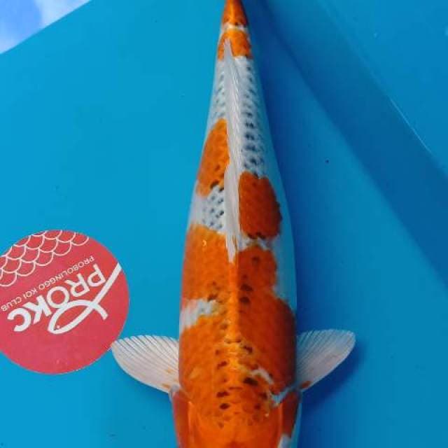 Kujaku F1 JUMBO TOSAI