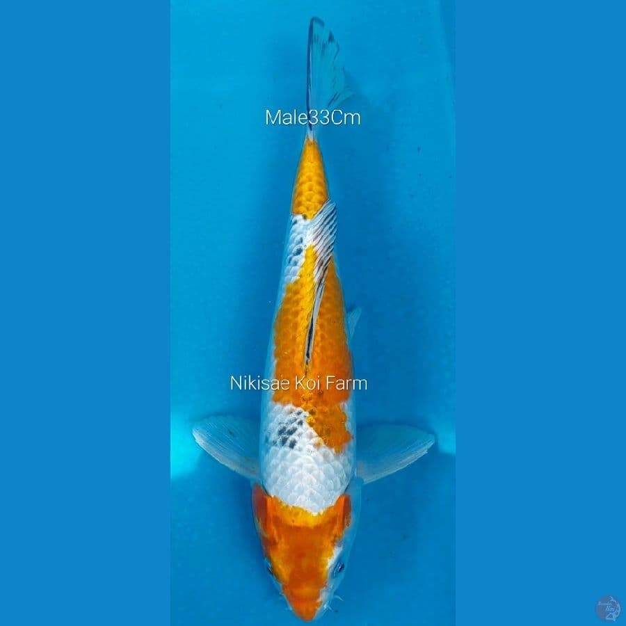 Kin Showa M33Cm