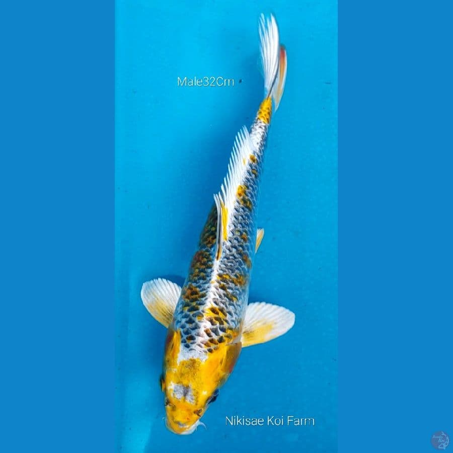 Kujaku M32Cm