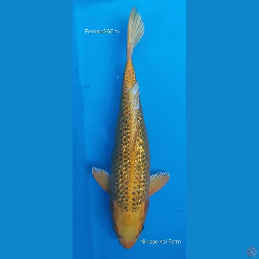 Matshuba Ginrin F36Cm