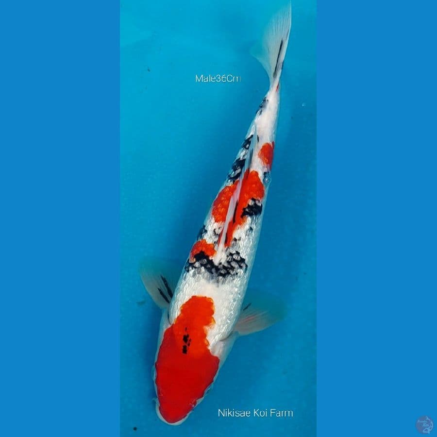 Sanke Ginrin M36Cm