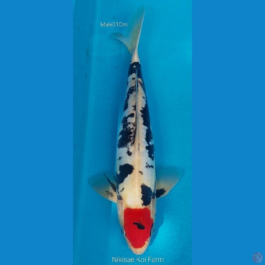 Tancho Kumon M31Cm