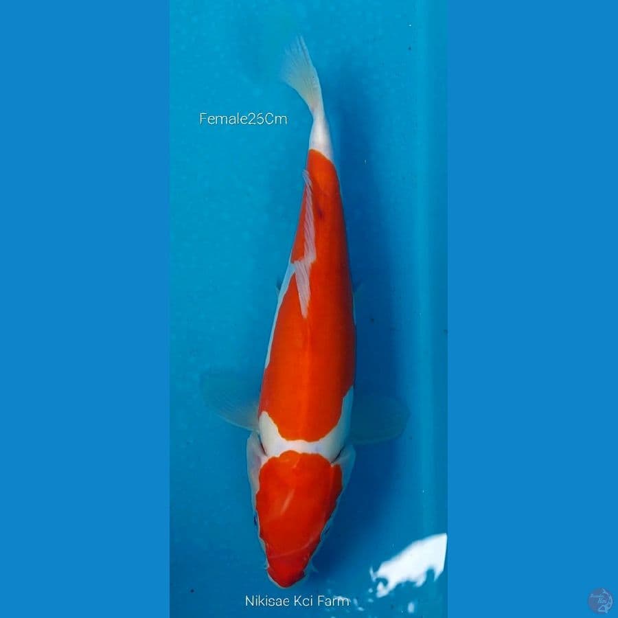 Kohaku Doits F26Cm