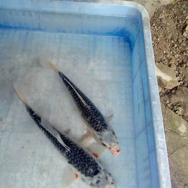 Lumayan28-30