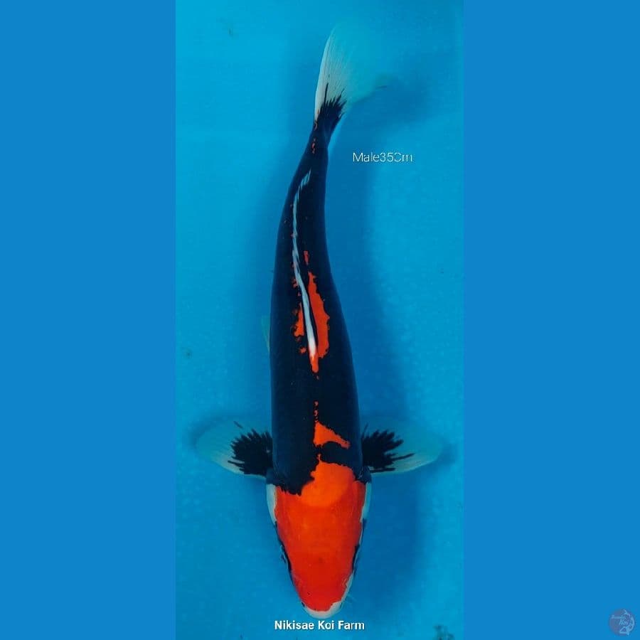 Beni Kumon M35Cm