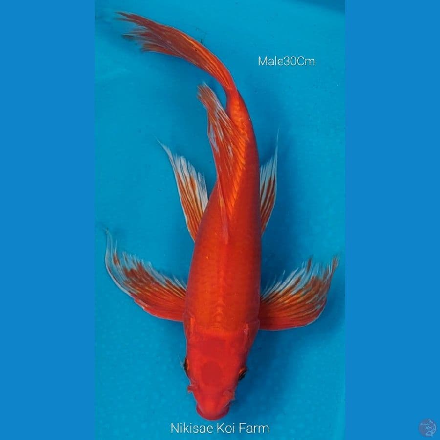B'fly Benigoi M30Cm