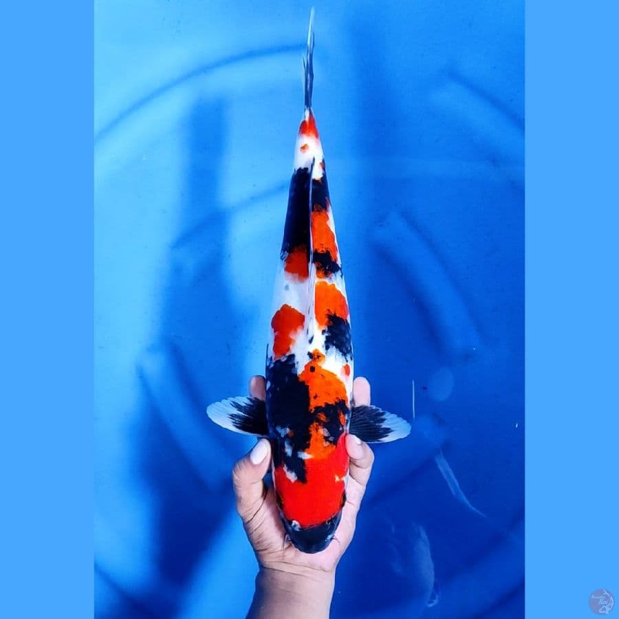 41CM # SHOWA ISTIMEWA - F