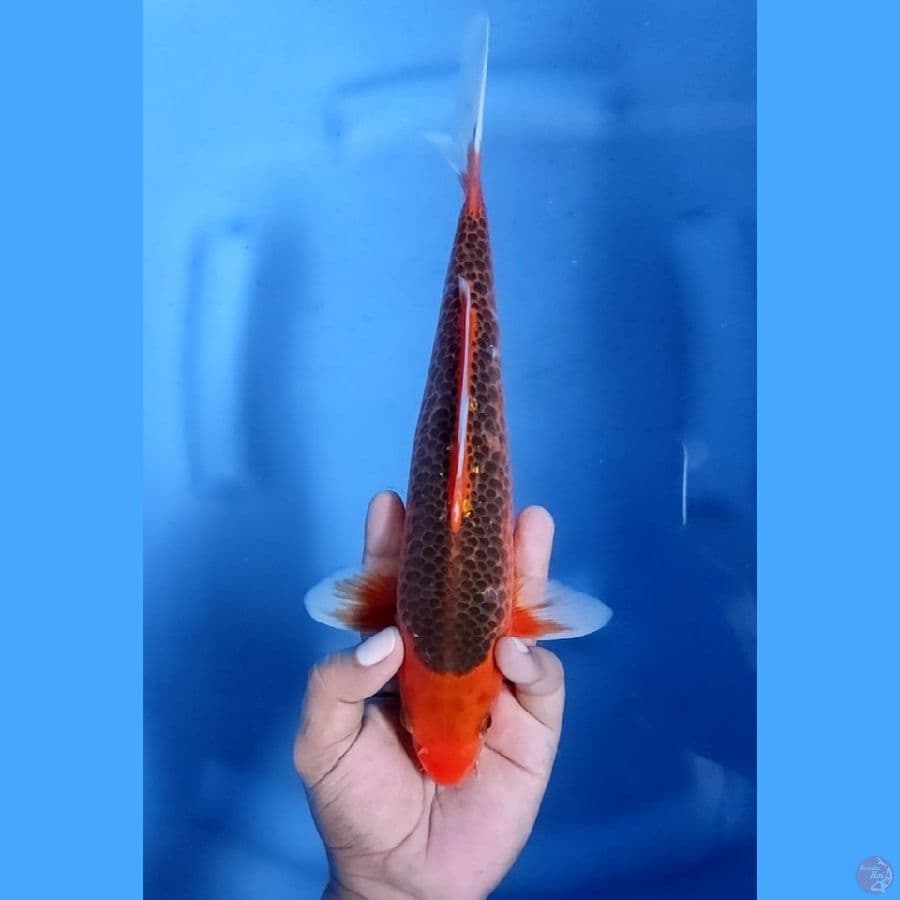 29CM # AKA MATSUBA - M