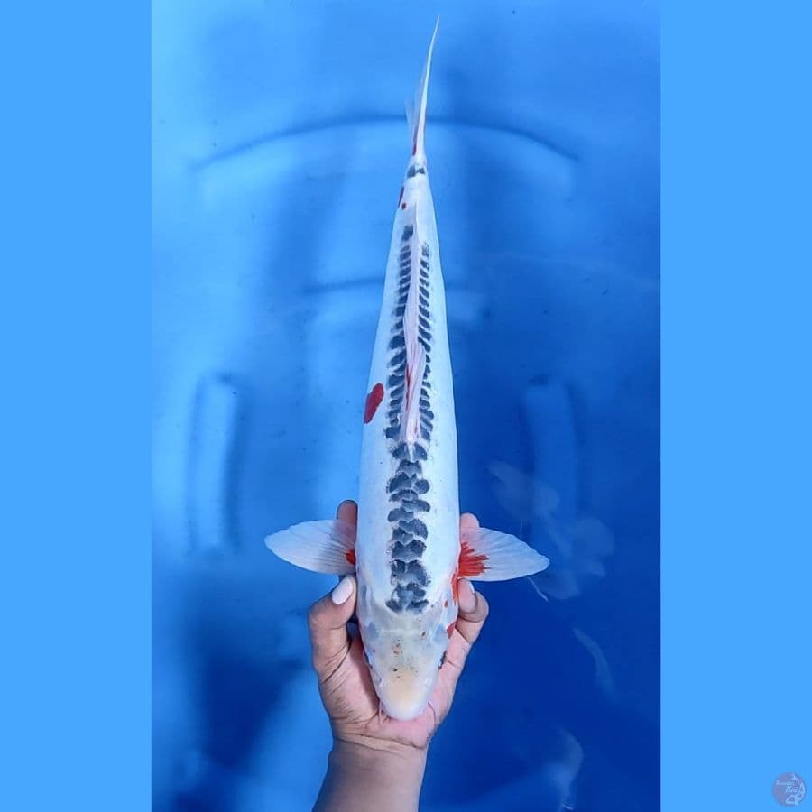 46CM # JUMBO SHUSUI - M