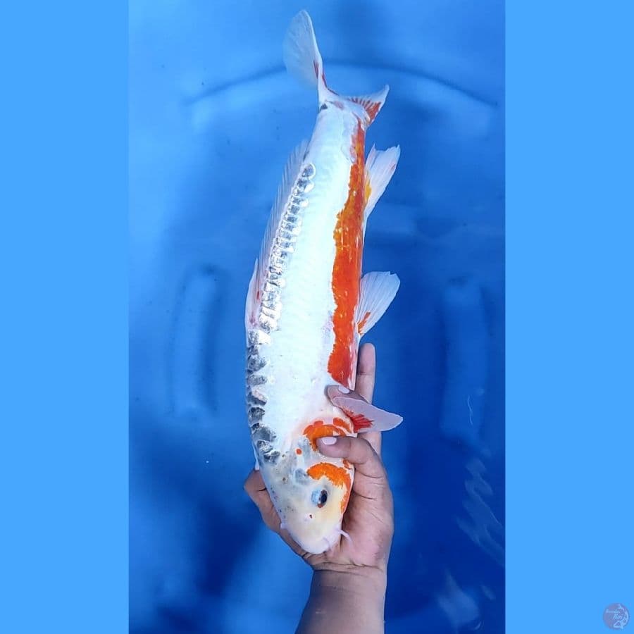 46CM # JUMBO SHUSUI - M