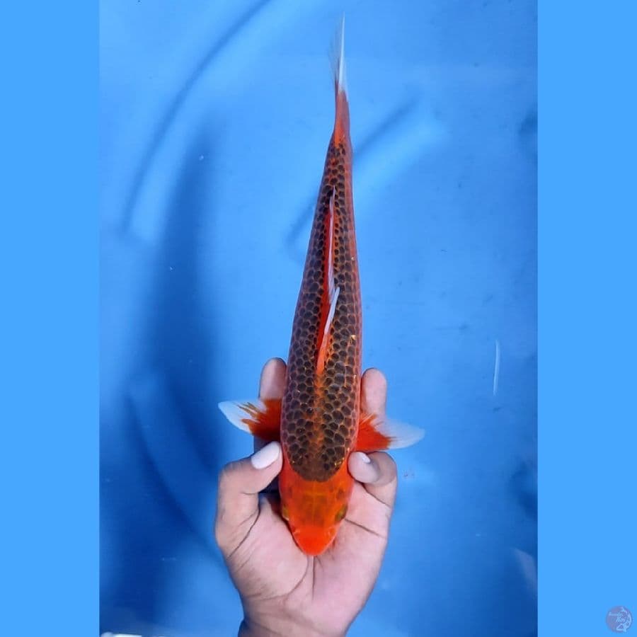 30CM # AKA MATSUBA MANTAP - M