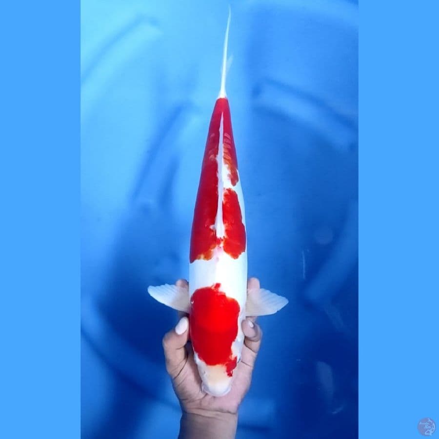 42CM # DOITSU MURNI KOHAKU - M