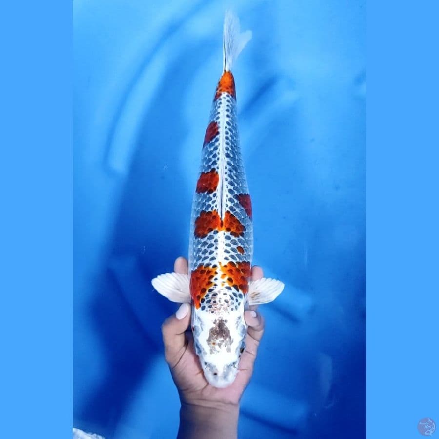 42CM # SAKURA BENIGINGGA - F
