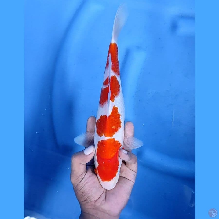 28CM # KOHAKU - M