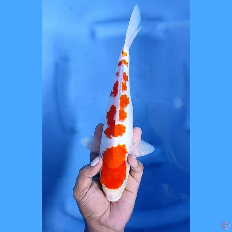 28CM # SAKURA KOHAKU - M