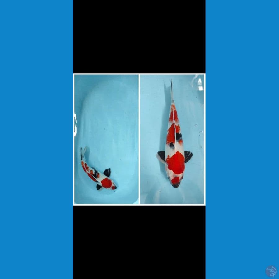 showa strong 33 cm Original