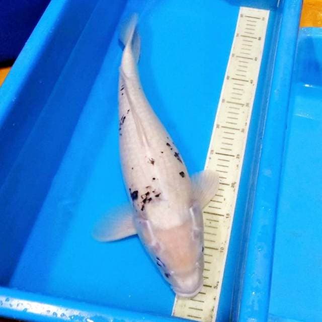 50cm shiro tategoi