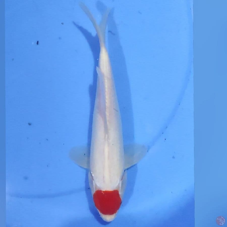 TANCO KOHAKU M29