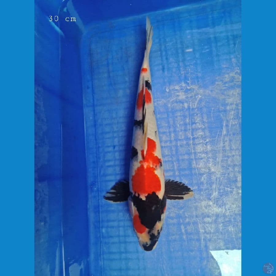 showa 30 cm