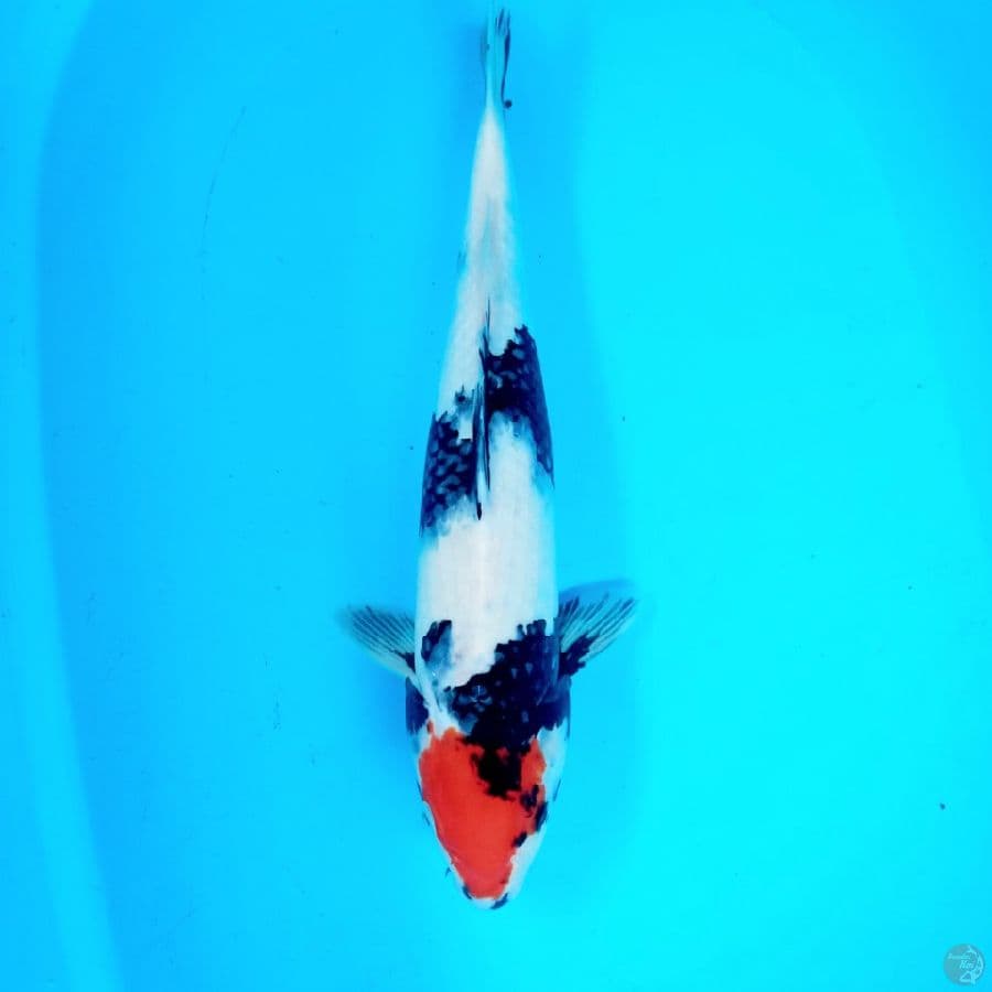 Tancho showa 45 cm