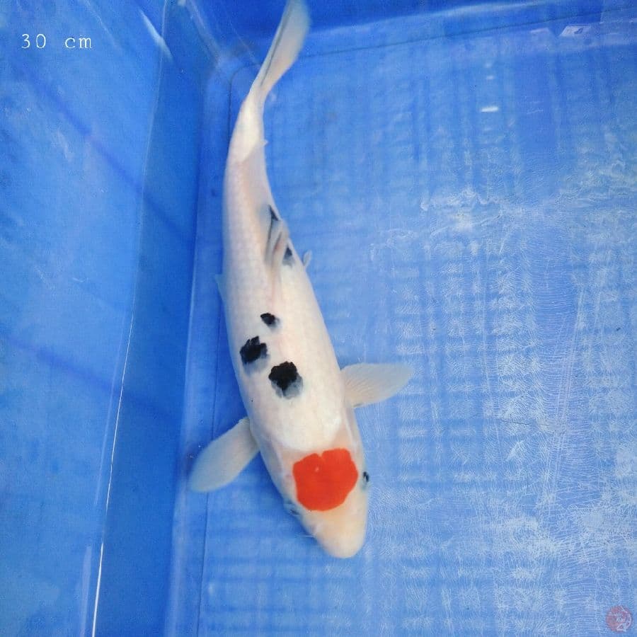 Tancho sanke 30 cm