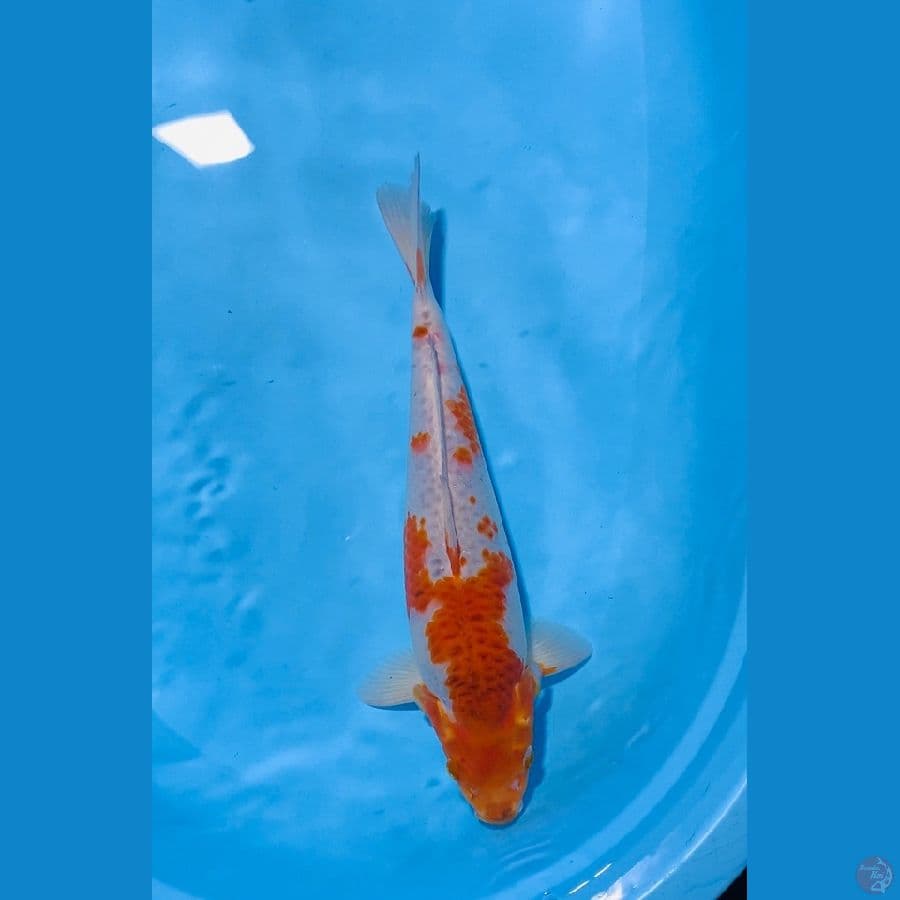 sambikoyo 40cm male