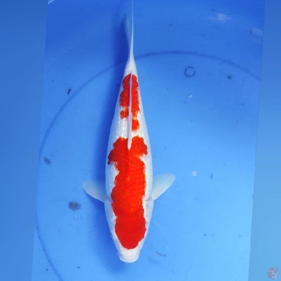 KOHAKU GINDRIN 35CM