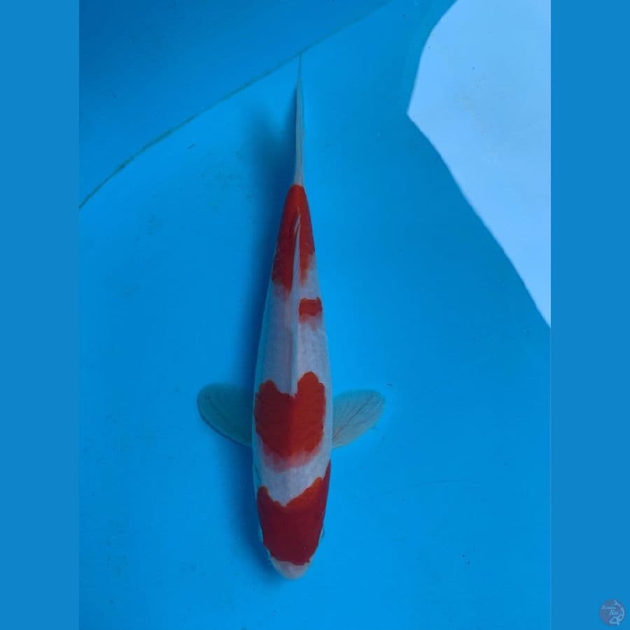 KOHAKU HQ 23CM~ Original.