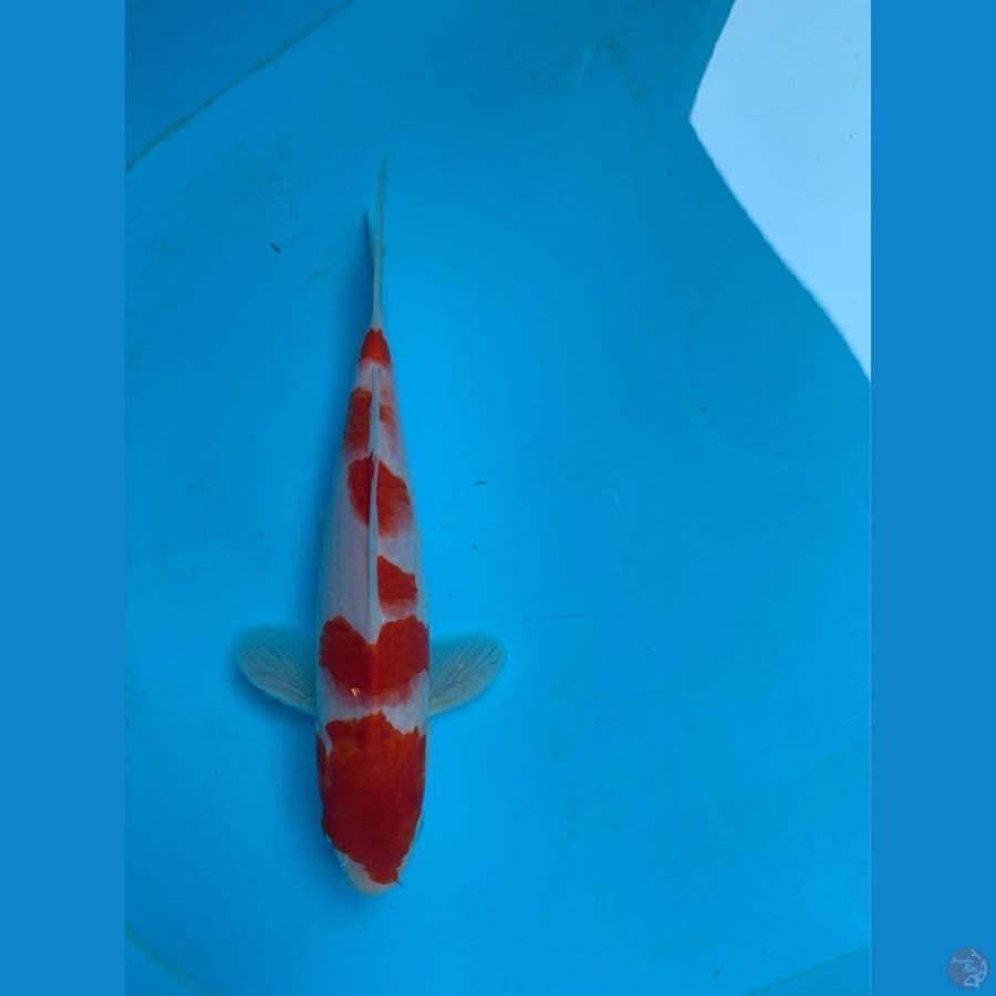 KOHAKU HQ 22CM~ORIGINAL {strong}
