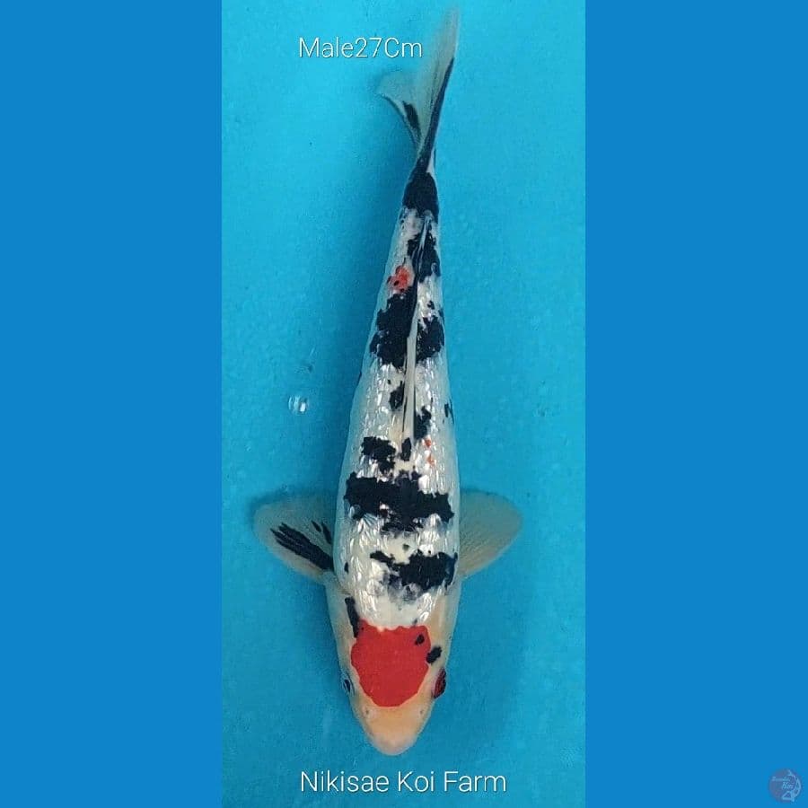 Tancho Sanke Ginrin M27Cm