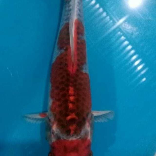 Kujaku.size20cm