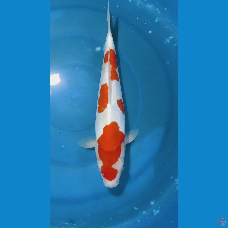 kohaku doit 33cm