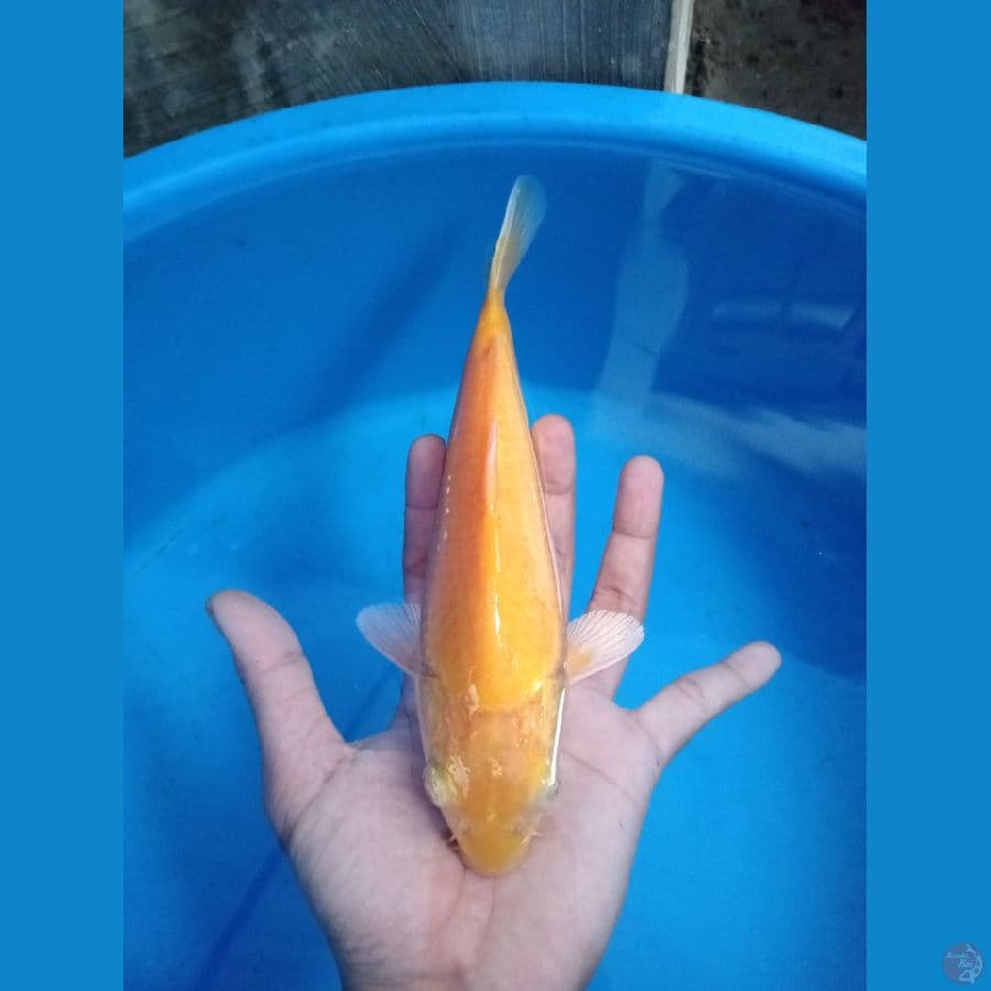 Karashi 25cm