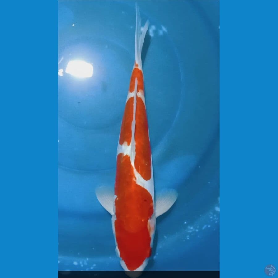 kohaku doit 32cm