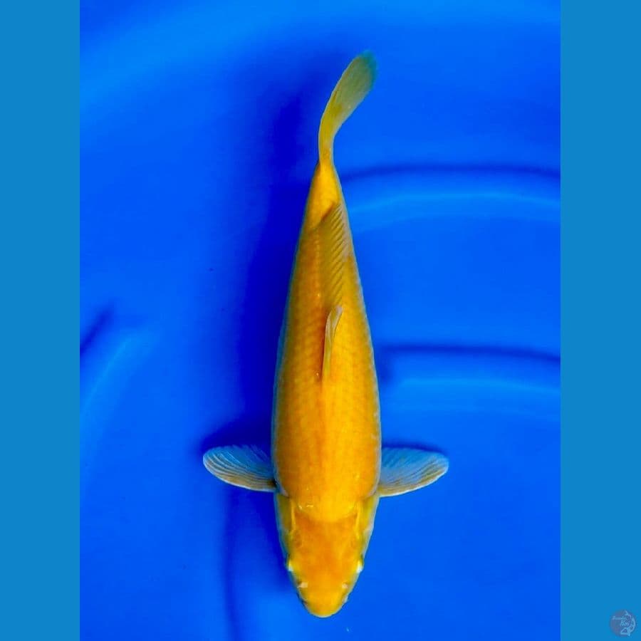 38cm , Karasi F1